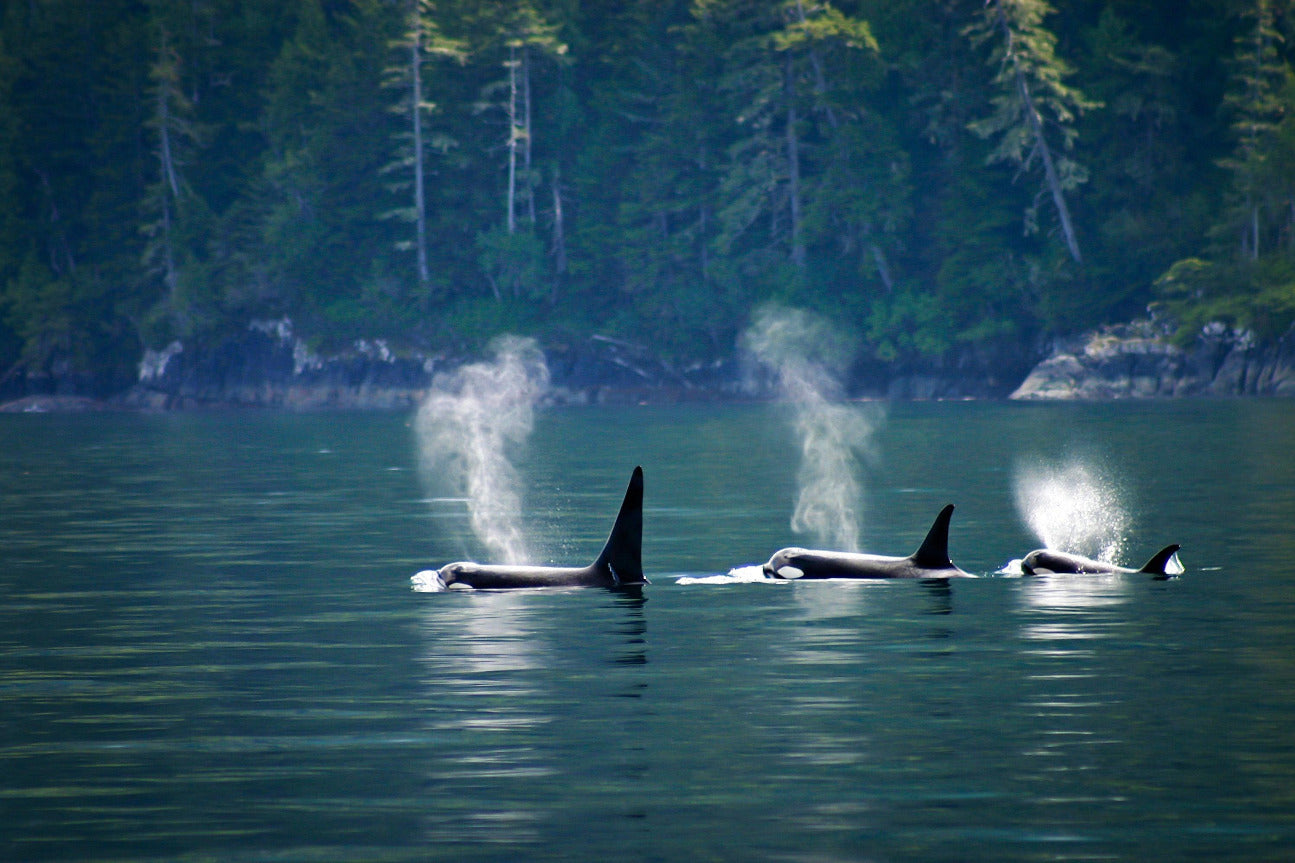 Orca whales swimming in ocean water